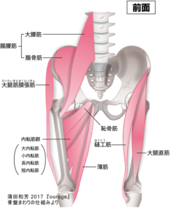 股関節の構造/股関節まわりの筋肉/イメージ画像/前面